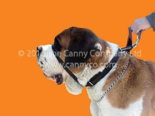 Canny Anti-Pull Collar - Colossus